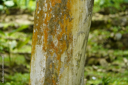 Libidibia ferrea, formerly Caesalpinia ferrea, and commonly known as pau ferro, Jucá, Brazilian ironwood, morado, or leopard tree, is a tree found in Brazil and Bolivia.