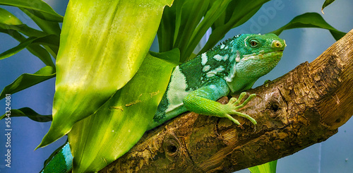 green banded iguana on a branch photo