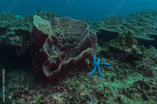 Photography Ocean life