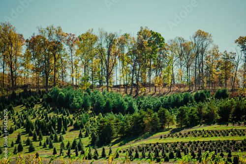 vineyard in spring