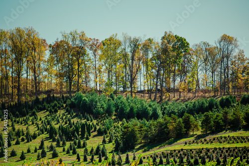 vineyard in region