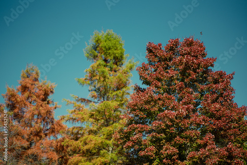 autumn in the forest