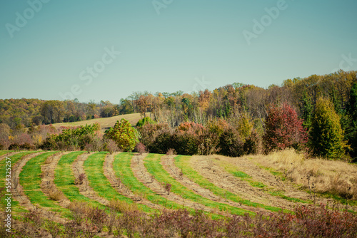 autumn landscape with trees