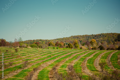 vineyard at sunset