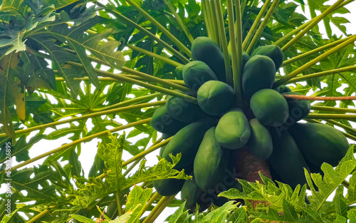 Beautiful papaya tree in tropical nature in Puerto Escondido Mexico.