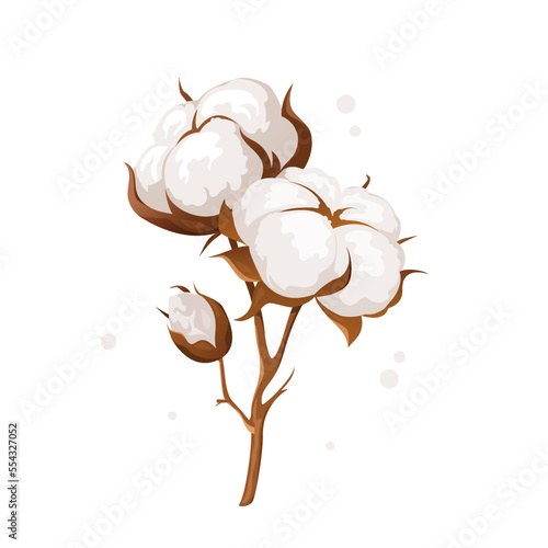 Cotton branches with white soft fluffy flowers. Vector botanical illustration