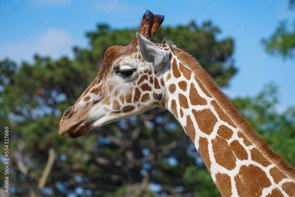 Portrait of a Giraffe. Trees and blue sky in background Portrait of a Giraffe. Trees and blue sky in background