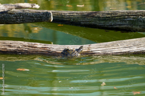 Turtle trying to get out of the water and climb a trunk in floating in the water