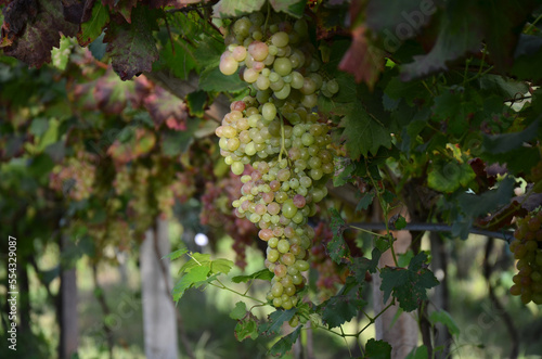 Pink grapes on the vine