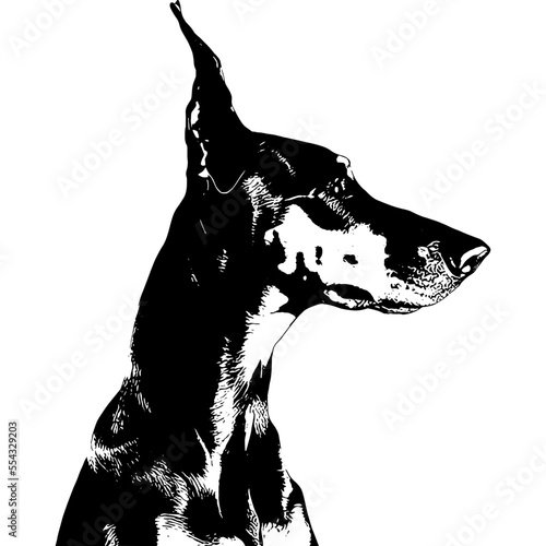 vector illustration of a Dobermann 