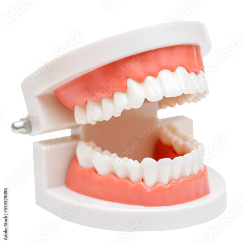 Dental model of the jaw on a white background. Oral hygiene photo