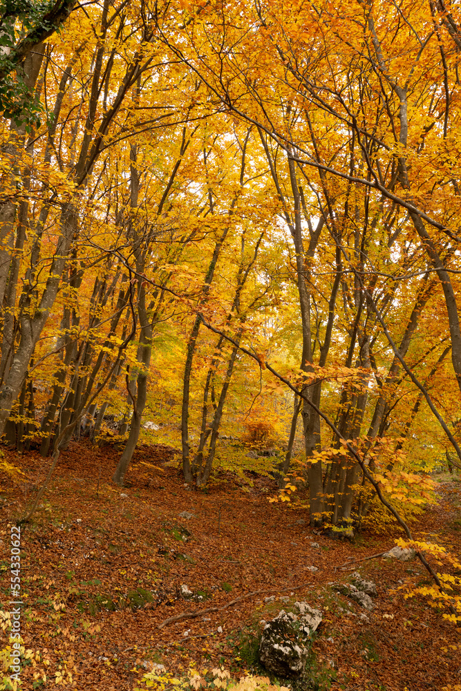 Fototapeta premium Undergrowth in a forest in Trentino.