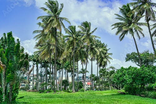 Palms In Fort De France, Martinique Island, French West Indies