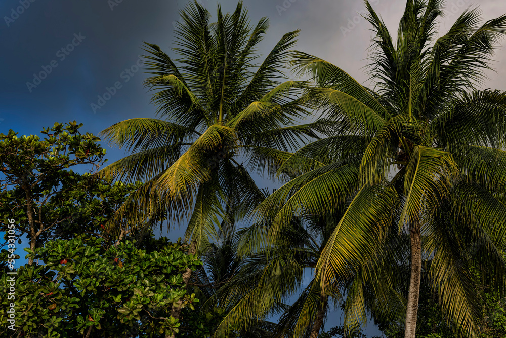 Beautiful Palm tree at Saint Lucia Caribbean island Beautiful Palm tree at Saint Lucia Caribbean island