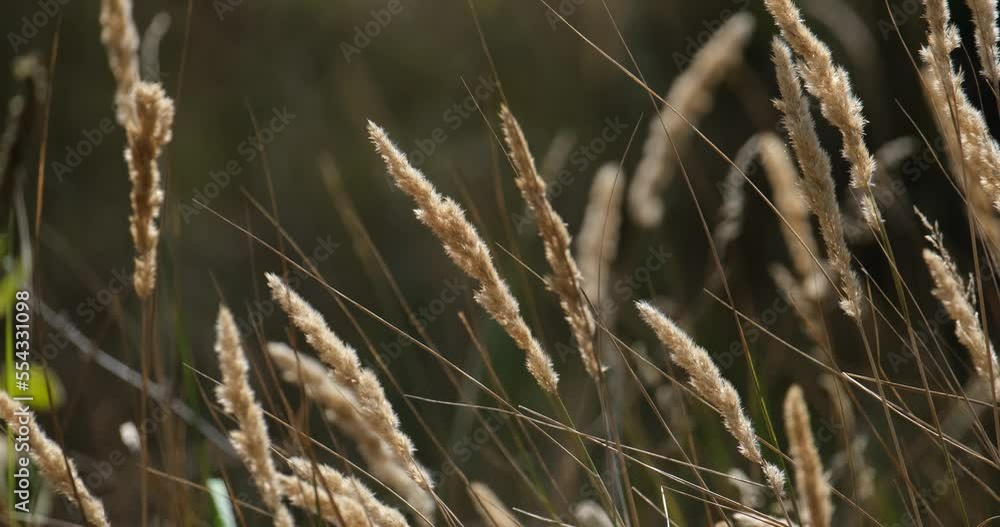 summer landscape with flowers and herbs summer landscape with flowers and herbs