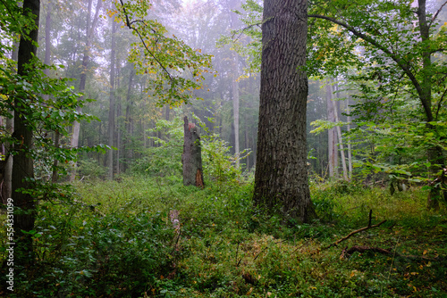 Misty morning in autumnal forest