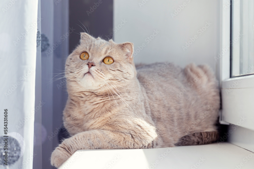 Cute scottish fold cat at home, chilling under the morning sun