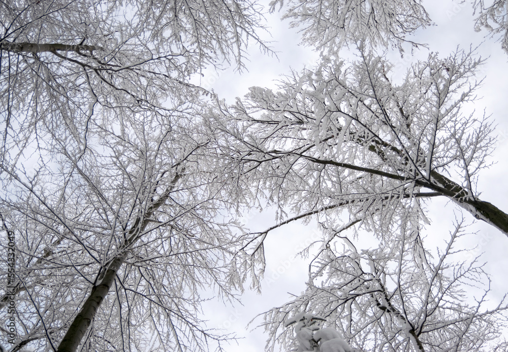 Frosty winter day and tree branches in snow. Frosty winter day and tree branches in snow.