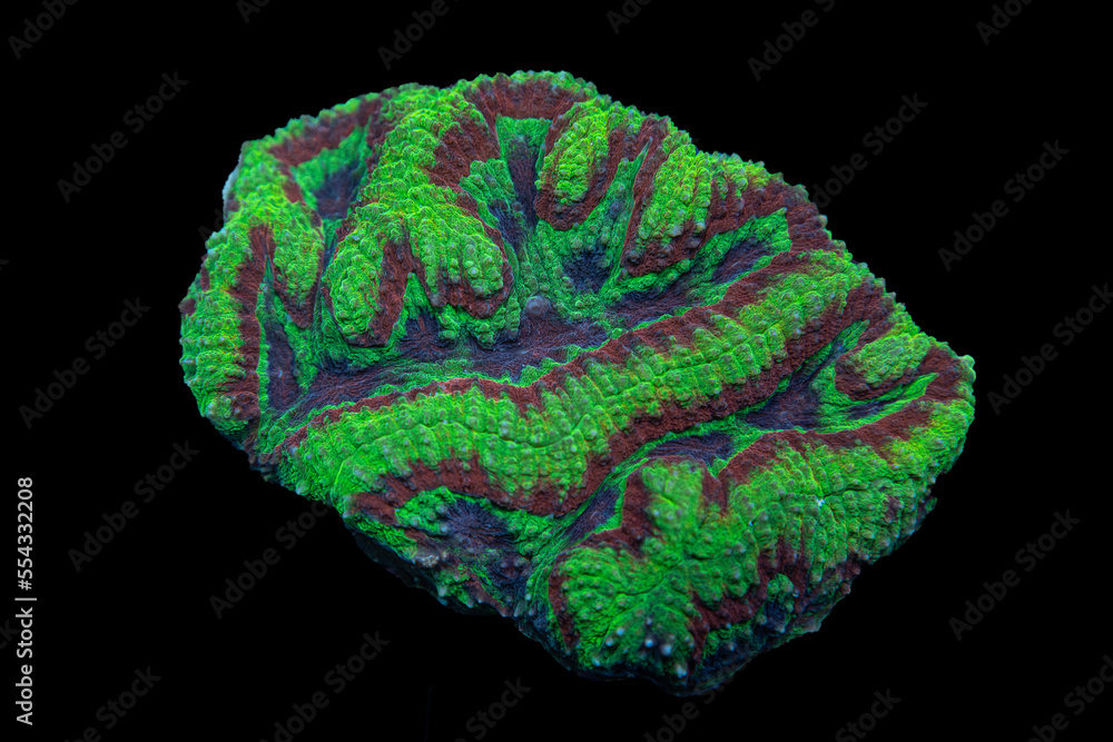 Green Coral Green Coral