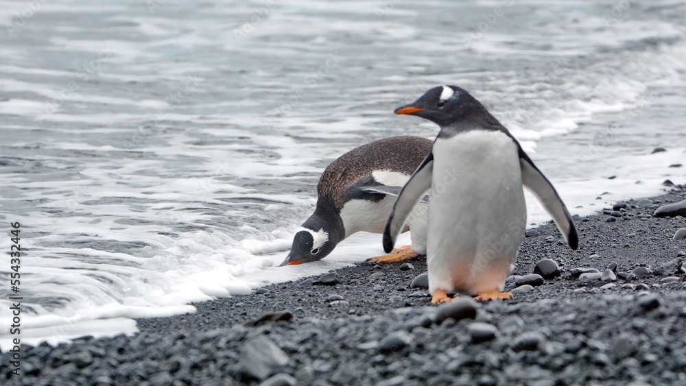 Naklejka premium Gentoo penguins (Pygoscelis papua) on the beach at Brown Bluff, Antarctica