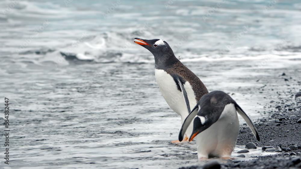 Naklejka premium Gentoo penguins (Pygoscelis papua) on the beach at Brown Bluff, Antarctica