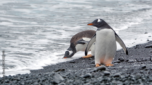 Gentoo penguins (Pygoscelis papua) on the beach at Brown Bluff, Antarctica