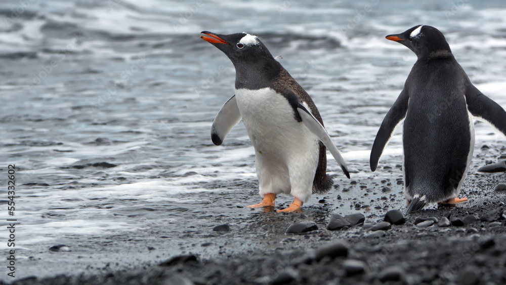 Obraz premium Gentoo penguins (Pygoscelis papua) on the beach at Brown Bluff, Antarctica