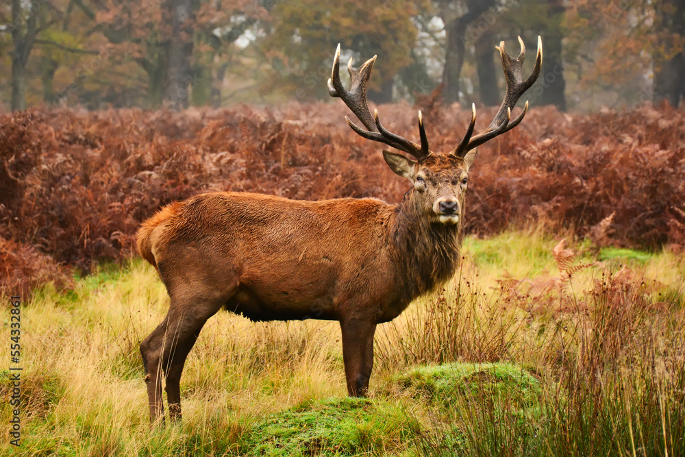 Obraz premium Deer in Richmond Park