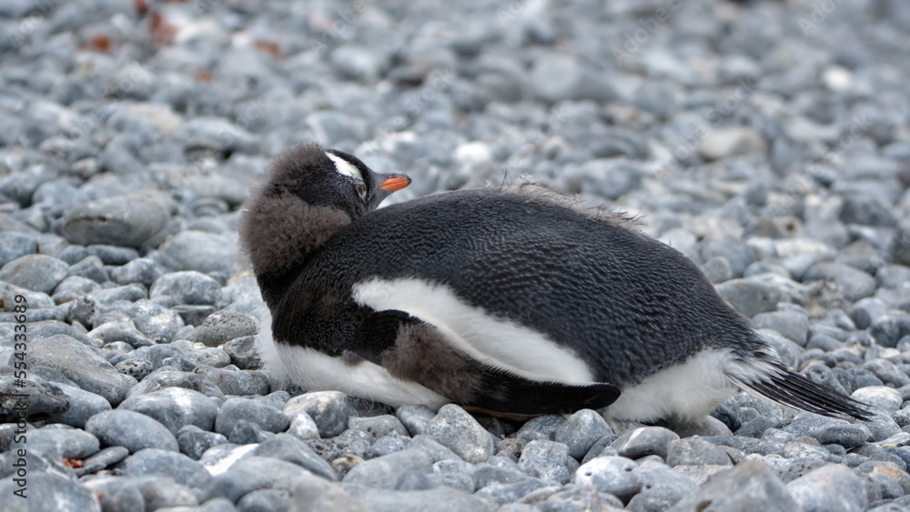 Fototapeta premium Gentoo penguin (Pygoscelis papua) chick lying in the rocks at Brown Bluff, Antarctica