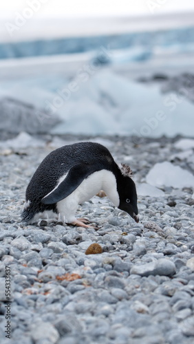 Adelie penguin  Pygoscelis adeliae  pecking at the rocks at Brown Bluff  Antarctica