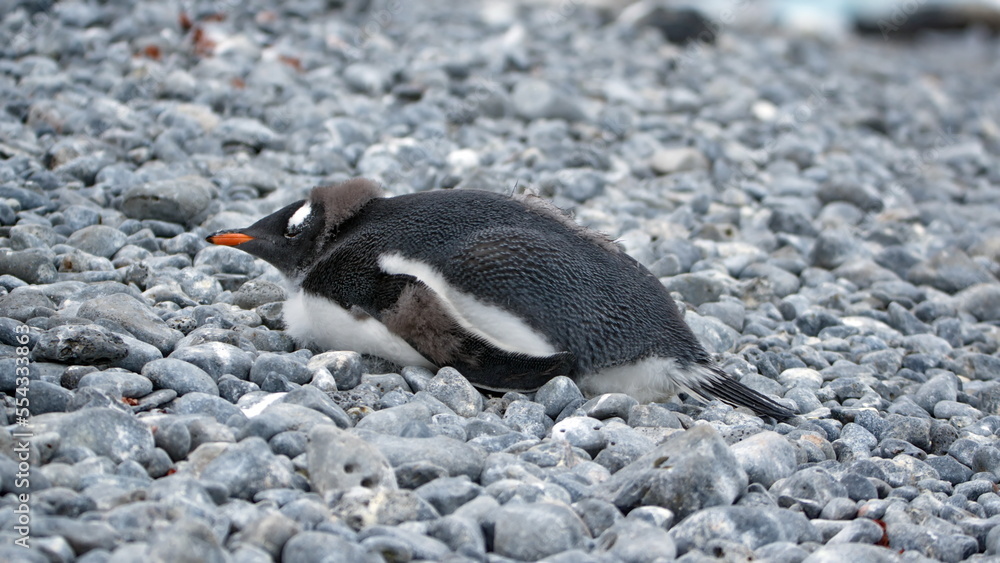 Naklejka premium Gentoo penguin (Pygoscelis papua) chick lying in the rocks at Brown Bluff, Antarctica