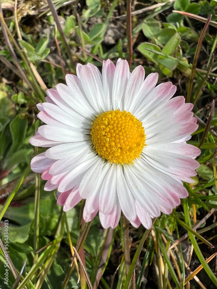 Obraz premium daisy flower