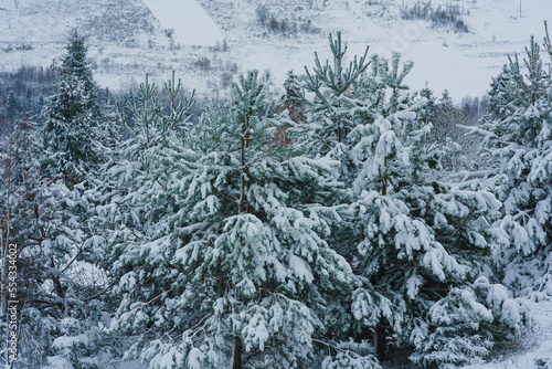 snow covered pine trees