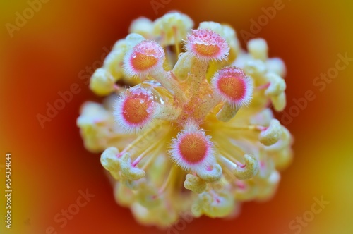 closeup of pistil and pollen of hibiscus blossom