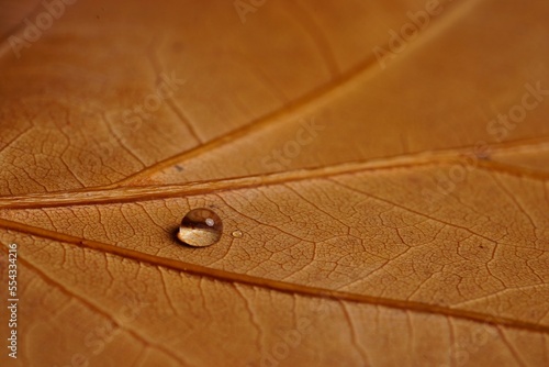 closeup of brown autumn leaf with water drop