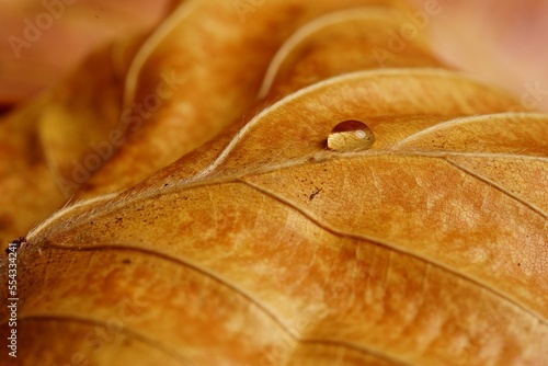 closeup of brown autumn leaf with water drop