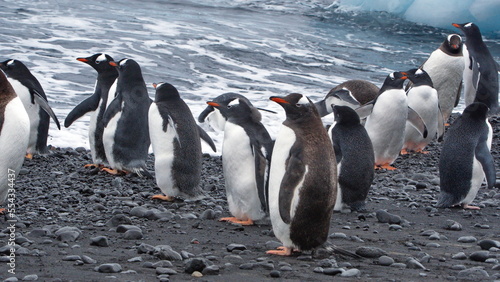 Gentoo penguins  Pygoscelis papua  and adelie penguins  Pygoscelis adeliae  on the beach at Brown Bluff  Antarctica