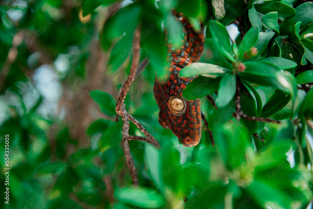 big red gecko on the tree in Thailand. soft focus. big red gecko on the tree in Thailand. soft focus.