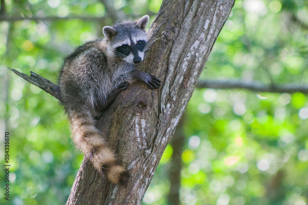 Fototapeta premium pequeño mapache en arbol