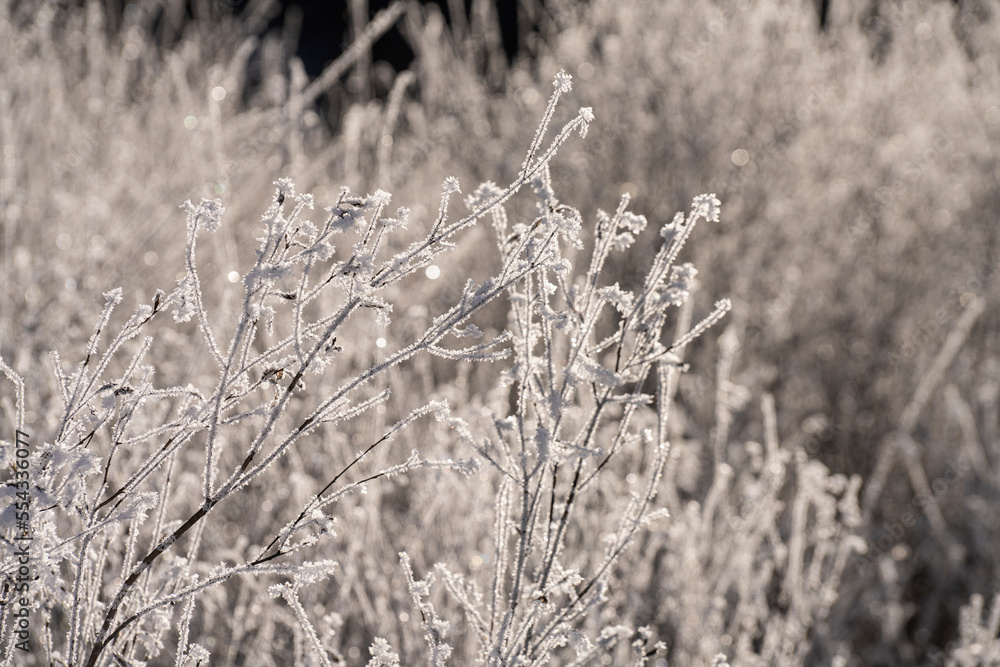Fototapeta premium The ice on the shrubs