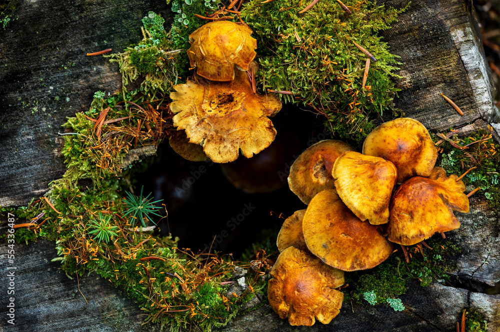 Close up of mushrooms growing out of a tree stump with mosses, Banff National Park; Lake Louise, Alberta, Canada Close up of mushrooms growing out of a tree stump with mosses, Banff National Park; Lake Louise, Alberta, Canada