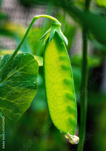 Close up of pea pod (Pisum sativum) on the plant; Alberta, Canada photo