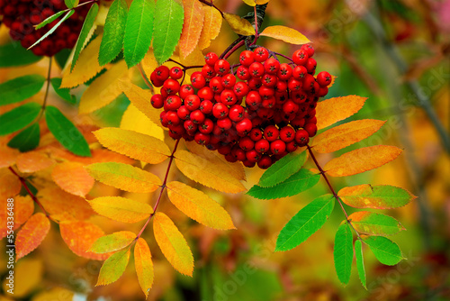 Close up of mountain ash berries hanging from the tree with colourful leaves in the fall; Calgary, Alberta, Canada photo