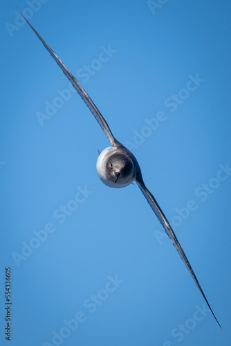 Antarctic petrel (Thalassoica antarctica) approaches camera with wings spread; Antarctica photo