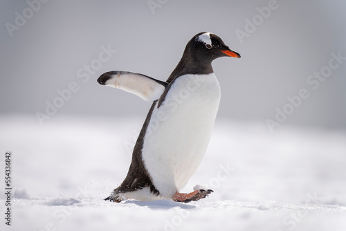 Gentoo penguin (Pygoscelis papua) waddles across snow raising foot; Antarctica photo