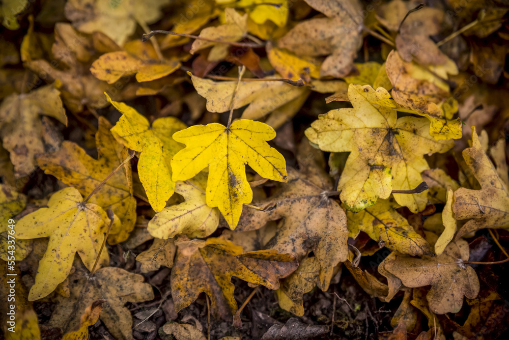 Autumn coloured leaves on the ground, North Downs Way; Kent, England Autumn coloured leaves on the ground, North Downs Way; Kent, England