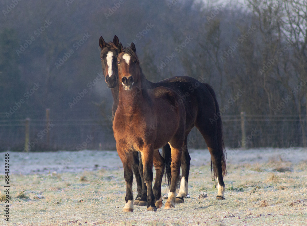 Two Greenwing Welsh cob section D horses in a field on a cold frosty morning Two Greenwing Welsh cob section D horses in a field on a cold frosty morning