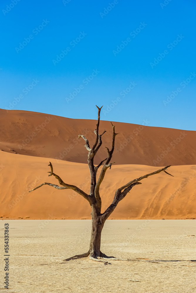 Deadvlei, a white clay pan surrounded by the highest sand dunes in the world and camel thorn trees (Vachellia erioloba), Namib Desert; Namibia Deadvlei, a white clay pan surrounded by the highest sand dunes in the world and camel thorn trees (Vachellia erioloba), Namib Desert; Namibia