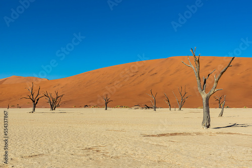 Deadvlei, a white clay pan surrounded by the highest sand dunes in the world and camel thorn trees (Vachellia erioloba), Namib Desert; Namibia photo