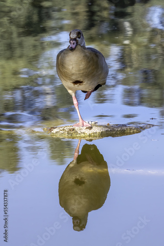 duck in the water © Ehud